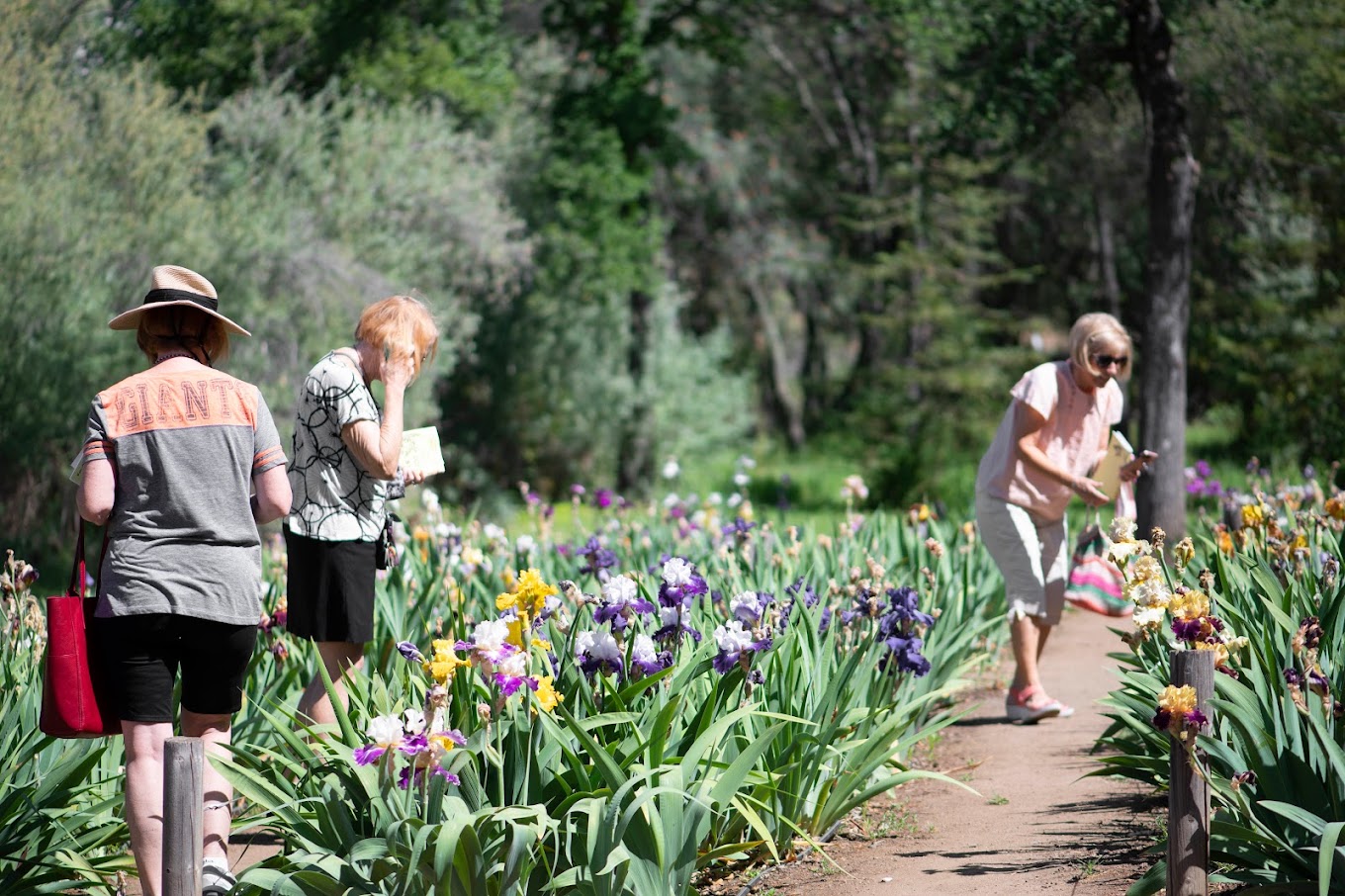 Horton Iris Garden's